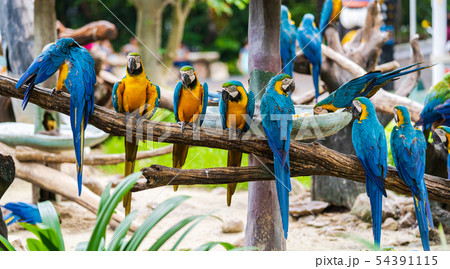 Group of colorful macaw on tree branches Group of colorful macaw on tree branches 54391115