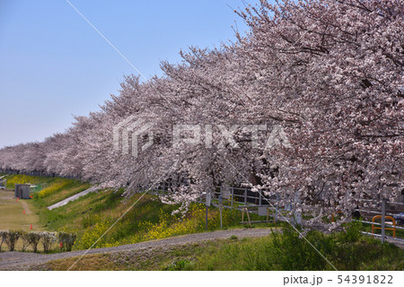 河川敷の遊歩道の桜並木 河川敷の遊歩道の桜並木 54391822