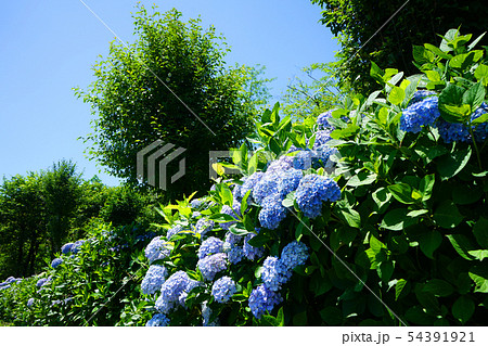 余呉湖 余呉湖あじさい園の写真素材 余呉湖 余呉湖あじさい園の写真素材