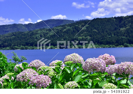 余呉湖 余呉湖あじさい園 余呉湖 余呉湖あじさい園 54391922
