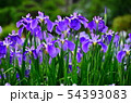 花菖蒲　菖蒲　花　植物 54393083