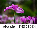 花菖蒲　菖蒲　花　植物 54393084