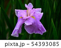 花菖蒲　菖蒲　花　植物 54393085