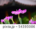 花菖蒲　菖蒲　花　植物 54393086