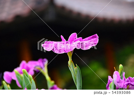 花菖蒲 菖蒲 花 植物 花菖蒲 菖蒲 花 植物 54393086