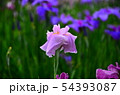 花菖蒲　菖蒲　花　植物 54393087