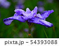 花菖蒲　菖蒲　花　植物 54393088