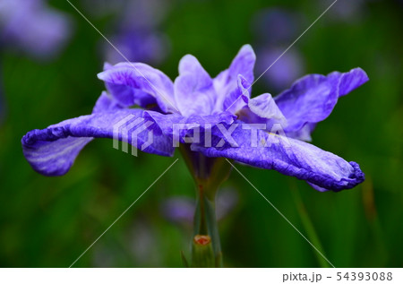 花菖蒲 菖蒲 花 植物 花菖蒲 菖蒲 花 植物 54393088