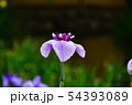 花菖蒲　菖蒲　花　植物 54393089