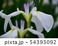 花菖蒲　菖蒲　花　植物 54393092