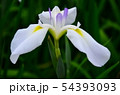 花菖蒲　菖蒲　花　植物 54393093