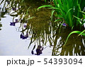 花菖蒲　菖蒲　花　植物　 54393094