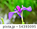 花菖蒲　菖蒲　花　植物　 54393095