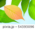 植物　木の葉　葉っぱ 54393096