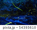渓流に舞うゲンジボタル 54393610