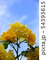 植物　花　薔薇　 54393615