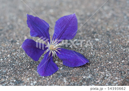 closeup of blue flower of ampelopsis closeup of blue flower of ampelopsis 54393662