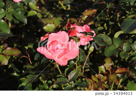 バラ ジャルダン・ドゥ・フランス Jardins de France バラ ジャルダン・ドゥ・フランス Jardins de France 54394013