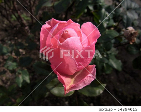 バラ ジャルダン・ドゥ・フランス Jardins de France バラ ジャルダン・ドゥ・フランス Jardins de France 54394015