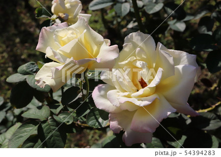 バラ　シージャック　Sea Jack 54394283