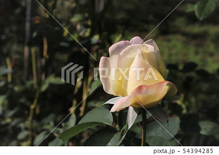 バラ　シージャック　Sea Jack 54394285