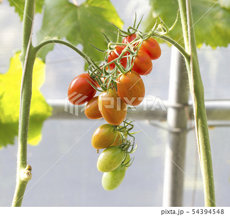 Ripe natural tomatoes growing Ripe natural tomatoes growing 54394548
