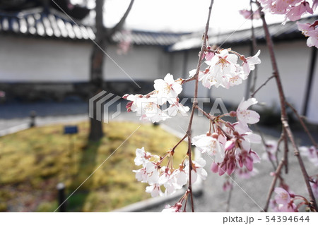 桜 桜 54394644