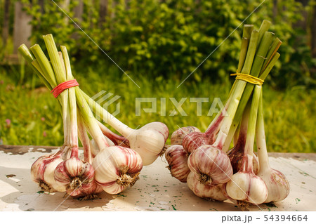 bundled garlic storage bundled garlic storage 54394664