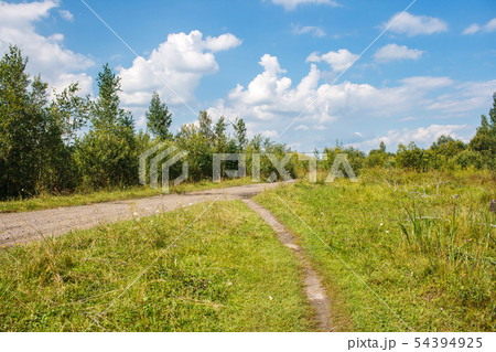dirt road in the forest dirt road in the forest 54394925