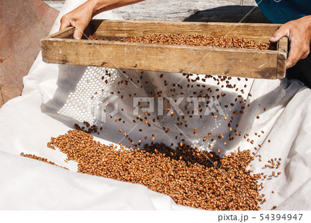 man sifting cedar nuts through a sieve man sifting cedar nuts through a sieve 54394947
