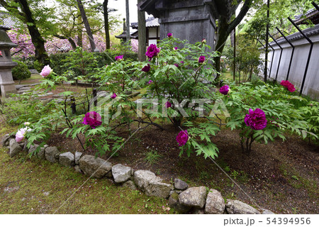 本満寺 牡丹 本満寺 牡丹 54394956