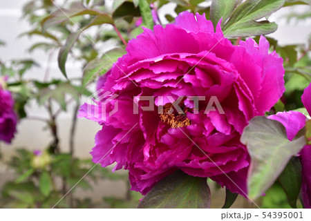 本満寺　牡丹 54395001