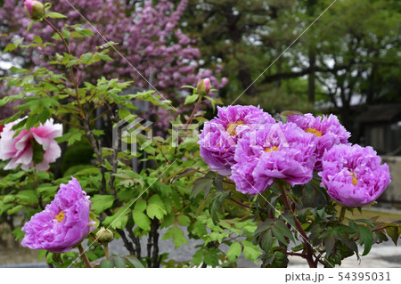 本満寺 牡丹 本満寺 牡丹 54395031