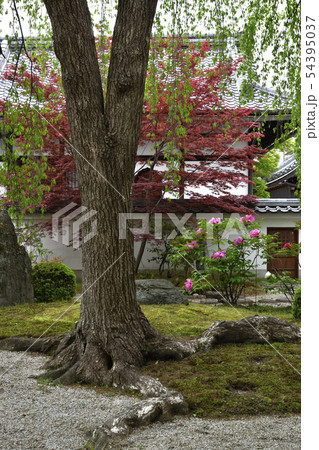 本満寺 牡丹 本満寺 牡丹 54395037
