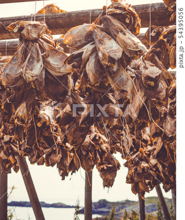 Cod stockfish drying on racks, Lofoten islands Cod stockfish drying on racks, Lofoten islands 54395056