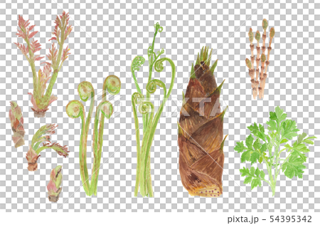 山菜セット　水彩 54395342