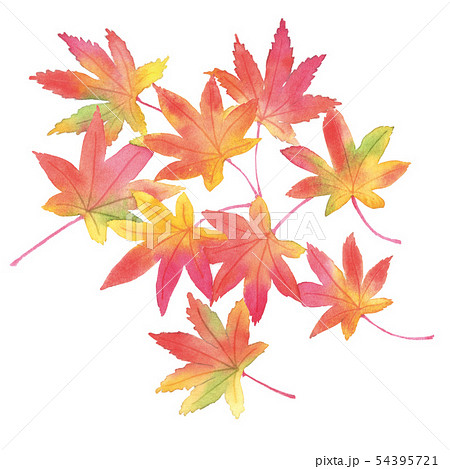 紅葉 落ち葉 水彩イラストのイラスト素材