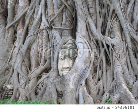 タイ王国　アユタヤ　奇跡の仏頭　ワット・マハータート/Wat Maha That 54396181