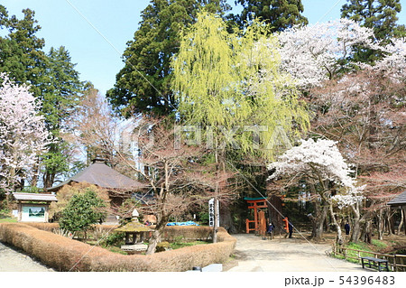 中尊寺境内の桜景色 中尊寺境内の桜景色 54396483