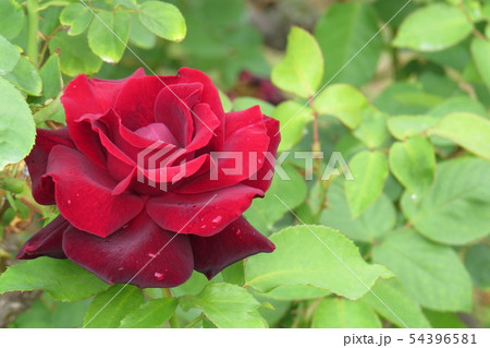 バラ くろしんじゅ黒真珠 Kuroshinjuの写真素材