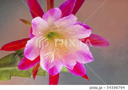 クジャクサボテンの写真素材