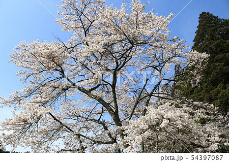 中尊寺、大池跡の桜 中尊寺、大池跡の桜 54397087