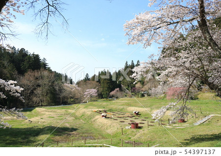 中尊寺、大池跡の桜 中尊寺、大池跡の桜 54397137