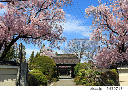 衆宝山光台寺と桜 54397184