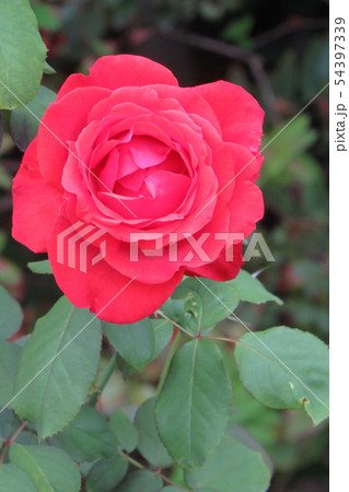 バラ　しゅおう　朱王 　Ｓｈｕ－ｏｈ 54397339