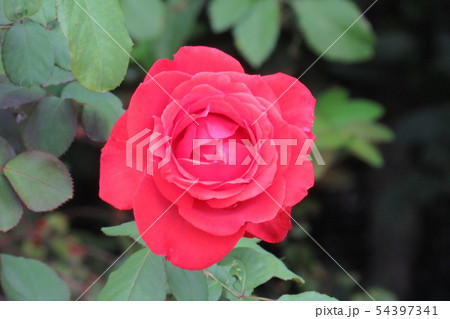 バラ　しゅおう　朱王 　Ｓｈｕ－ｏｈ 54397341