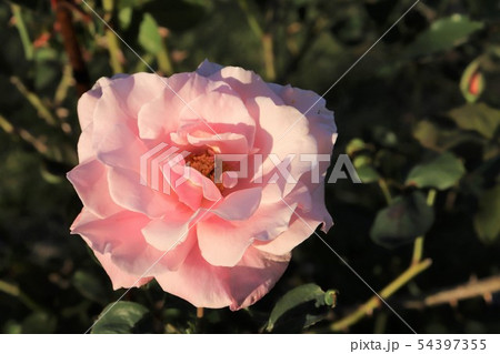 バラ　しゅんぽう　春芳 　Shunpoh 54397355