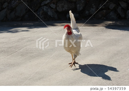 鶏 54397359