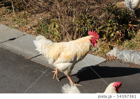 鶏 54397361