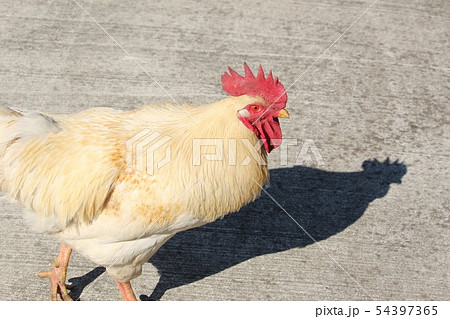 鶏 54397365